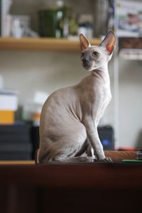 Close-up of a cornish rex kitten 