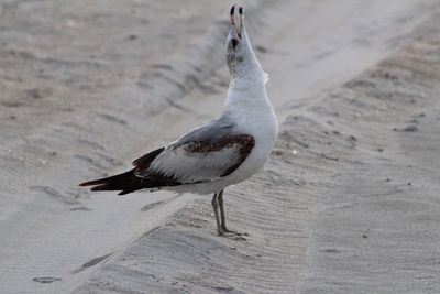 High angle view of bird on sand