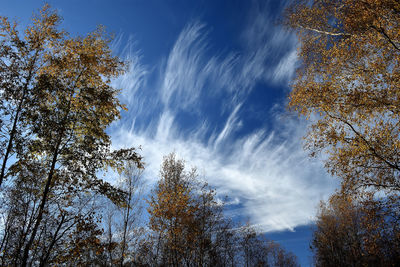 Low angle view of trees against sky