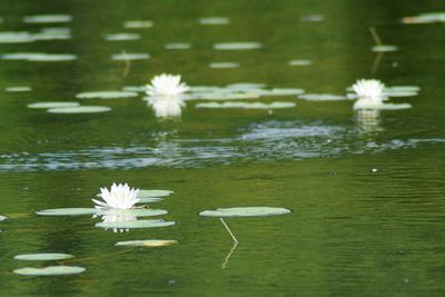 Close-up of water lily in pond