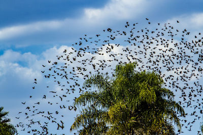 Low angle view of birds flying against sky