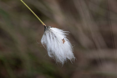 Close-up of feather hanging on plant