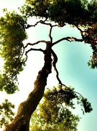 Low angle view of trees