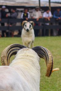 Rear view close-up of a ram