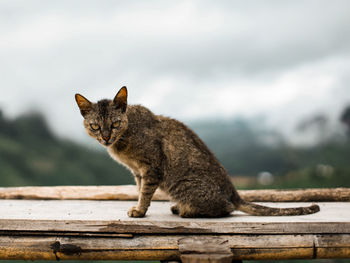 Cat sitting on wood against sky