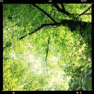 Trees growing in forest