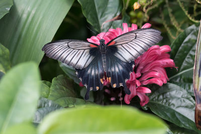 Close-up of butterfly on plant