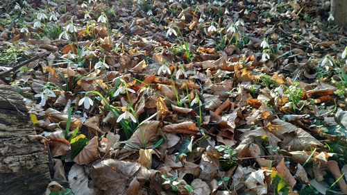 High angle view of dry leaves on field