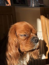 Close-up of a dog at home
