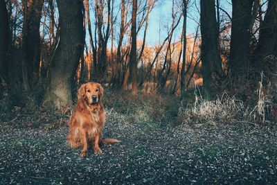 Portrait of golden retriever in forest