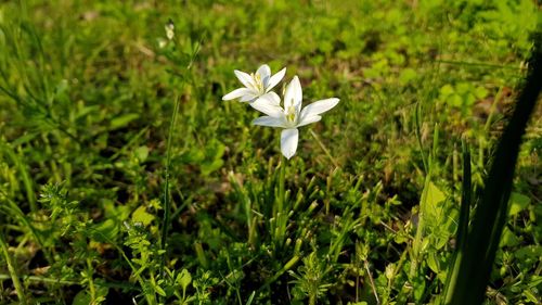 Close-up of white flowering plant