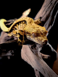 Close-up of lizard