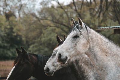 Close-up of horse