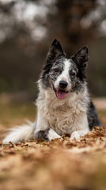 Portrait of dog running on field