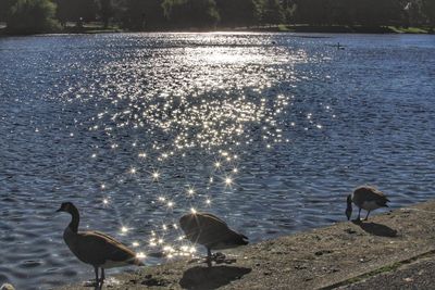View of birds in lake
