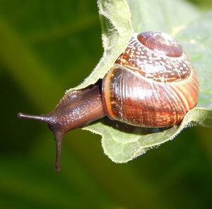 Close-up of snail