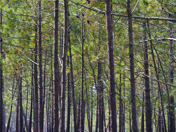 Low angle view of bamboo trees in forest