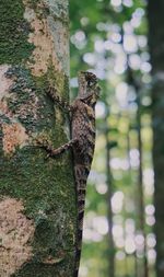 Close-up of big lizard on tree trunk