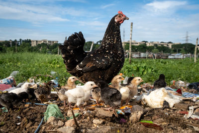 Chickens on field