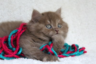 Portrait of cat with kitten