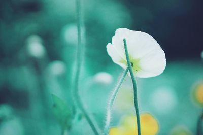 Close-up of white flower blooming outdoors