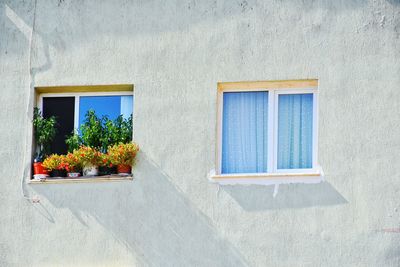 Low angle view of pot plants on window sill