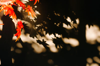 Close-up of maple leaves during autumn