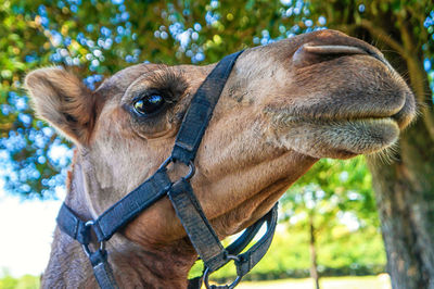 Close-up portrait of horse