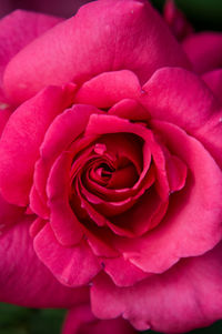 Close-up of pink rose blooming outdoors