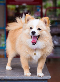 Close-up portrait of a dog