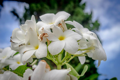 Close-up of white flowering plant