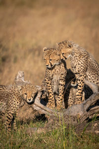 Cheetahs on field in forest