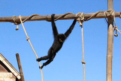 Low angle view of monkey hanging against sky