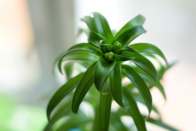 Close-up of fresh green plant