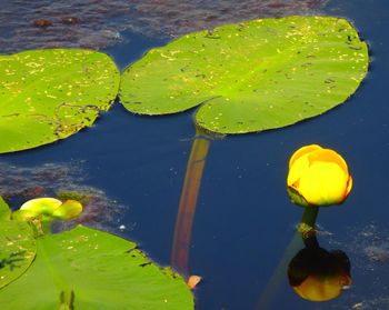 Leaves floating in pond