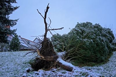 Tree in snow against clear sky