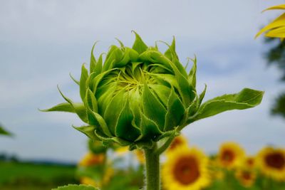 Close-up of sunflower plant against sky