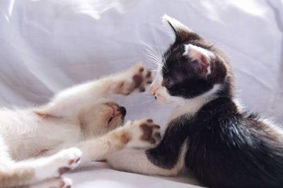 Close-up of cats sleeping