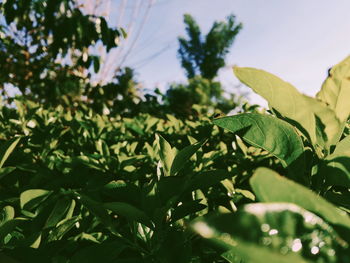 Close-up of fresh green leaves