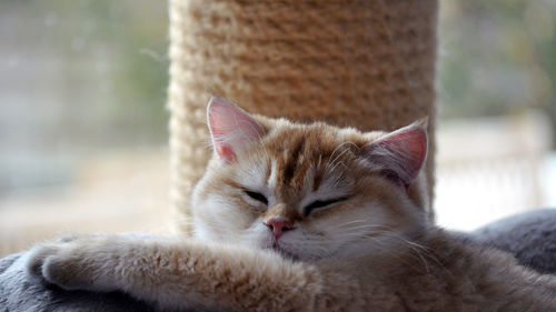 Close-up of cat sleeping