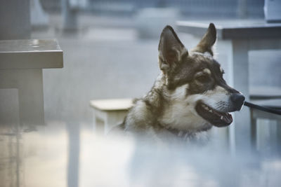 Close-up of a dog looking away