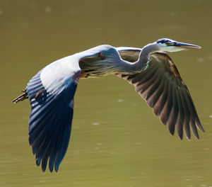 High angle view of gray heron flying