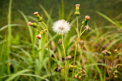 Close-up of flowering plant on field