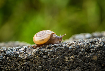 Close-up of snail on rock