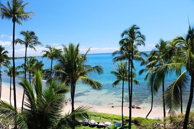 Palm trees on beach against clear blue sky