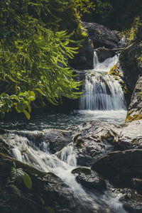 Scenic view of waterfall in forest