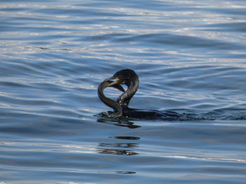 Duck swimming in lake