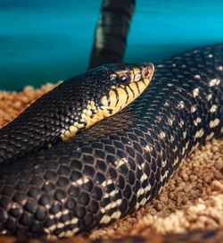 Leioheterodon madagascariensis or malagasy giant hognose snake.