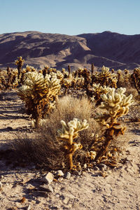 Cactus plants on landscape against sky