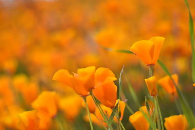 Close-up of yellow flowering plant on field